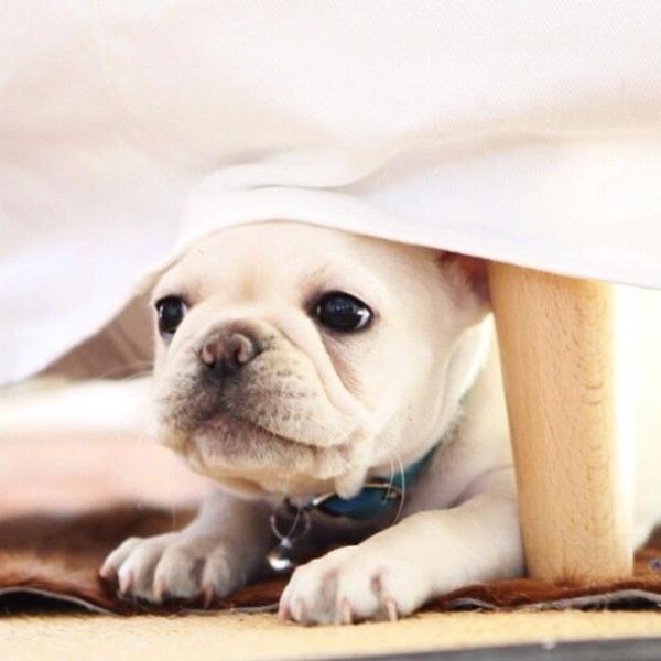 Poor Fido! Keep your pup safe; beware of pet treats made in China (pinterest/batpigandme.tumblr.com).