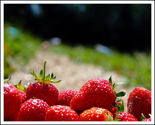 Organic or not, these strawberries could still harm your health (Glen Euloth / Creative Commons).