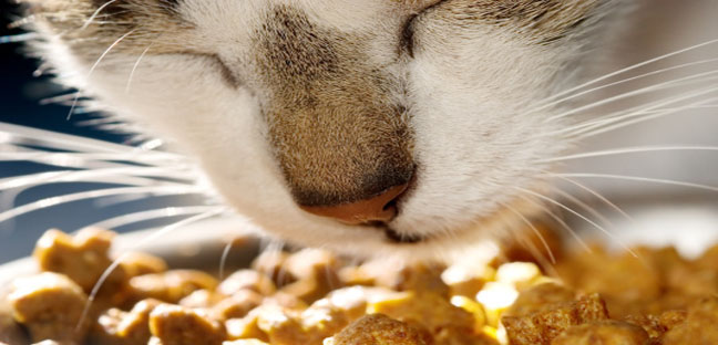 Both animals and humans get sick from contaminated pet foods (fda.gov).