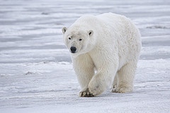Certain species are especially vulnerable to climate change Certain species are especially vulnerable to climate change