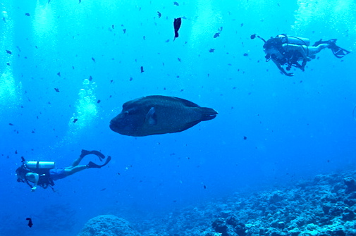 Two USC students dive with an endangered Humphead Wrasse at Blue Corner (photo by Jim Haw).