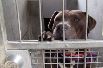 Shelter officials say owners often realize too late they can't afford to keep their precious pooch. (Kiran Kazalbash) Shelter officials say owners often realize too late they can't afford to keep their precious pooch. (Kiran Kazalbash)