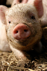 (Photo by mercyforanimals, Creative Commons) (Photo by mercyforanimals, Creative Commons)