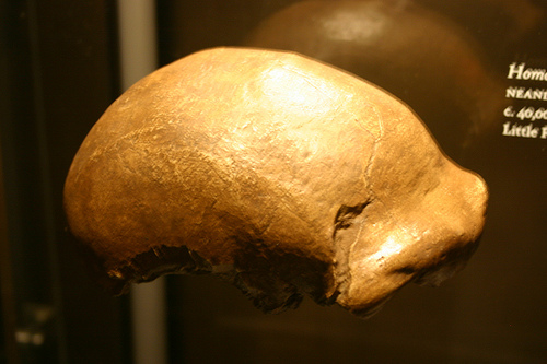 A Neanderthal skull. (Image via creative commons)