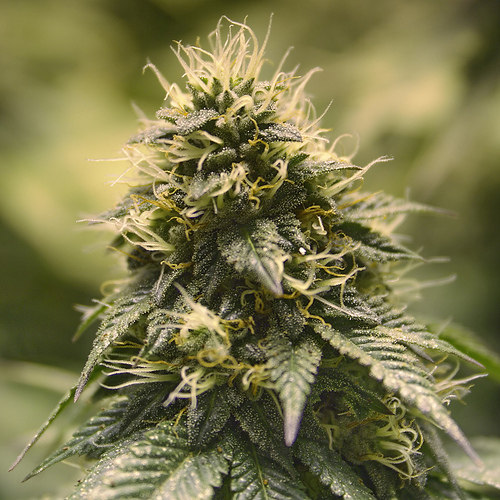 Marijuana bud. (Eggrole/Creative Commons)