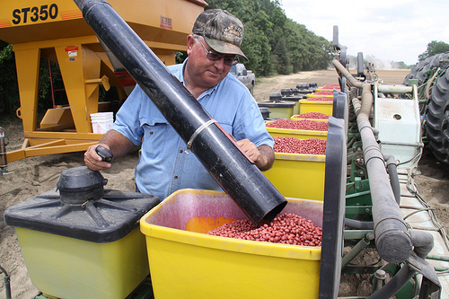 (Peanut production process/photo courtesy of Georgia Peanut Commission)