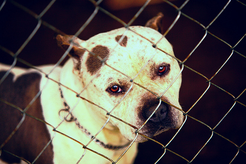 Pitbulls make up 20 percent of Riverside County's shelter dog population (mccoy77/Creative Commons)