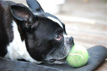 Toby Terrier Died in 2012 | NBC