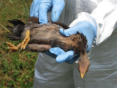 Scientists examine birds for insight into the virus. (Creative Commons, ILRI) Scientists examine birds for insight into the virus. (Creative Commons, ILRI)