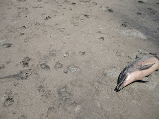 Washed up dolphin, photo by Annie Mole by Creative Commons Washed up dolphin, photo by Annie Mole by Creative Commons
