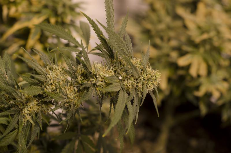 A new research study suggests recreational marijuana use may reduce suicide rates. (Flick/Brett Levin) A new research study suggests recreational marijuana use may reduce suicide rates. (Flick/Brett Levin)