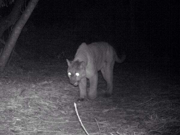 (The mountain lion has not been found./Twitpic/@JRWildlife (The mountain lion has not been found./Twitpic/@JRWildlife