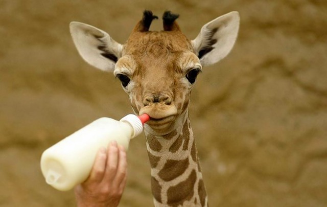 The newest addition to the Dallas Zoo will be named Kopano. (EyupPors38/Creative Commons)