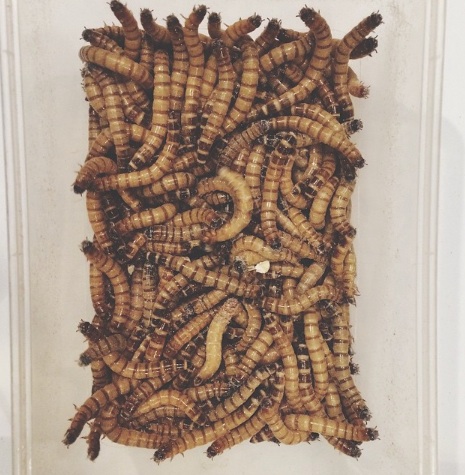 Mmm. Worms (spysiu/Instagram).