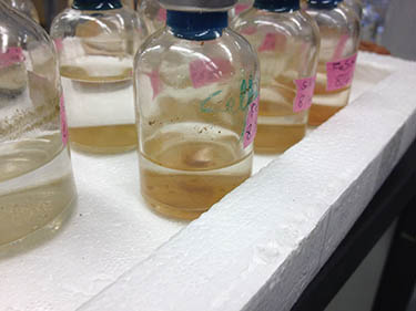 Bottles of organisms in Ken Nealson's laboratory (Jeanette Kazmierczak/Neon Tommy) Bottles of organisms in Ken Nealson's laboratory (Jeanette Kazmierczak/Neon Tommy)